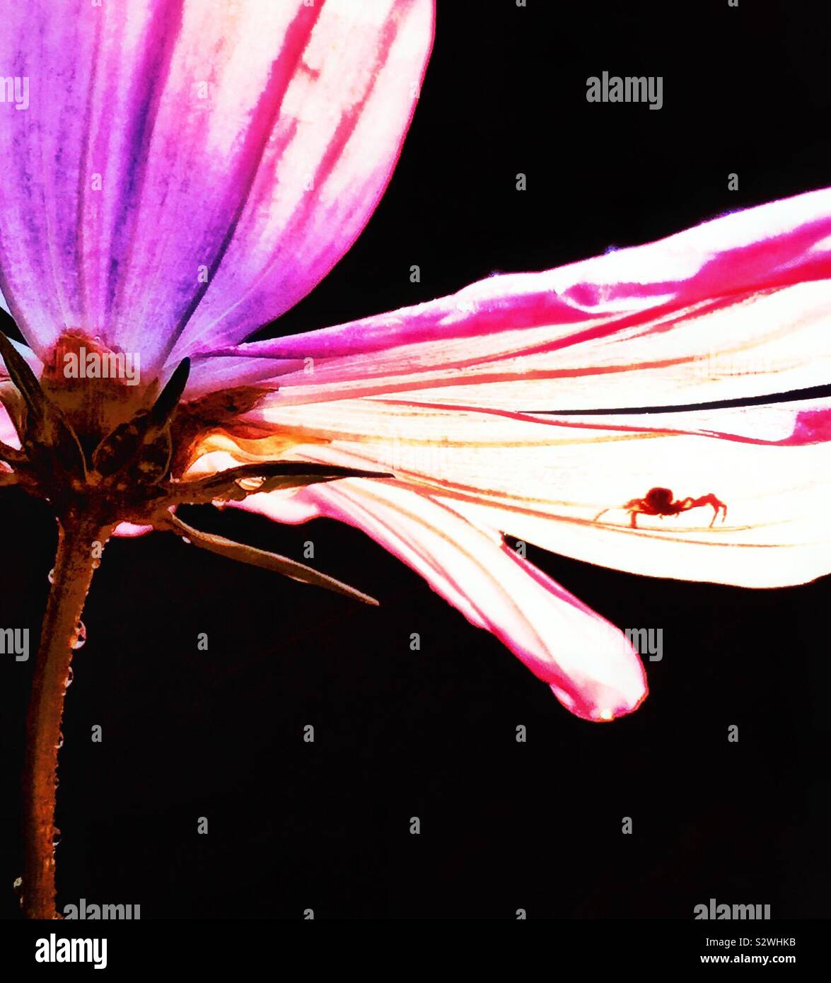 Spider shadow on a pink Cosmos flower - Smartphone Captured Stock Image