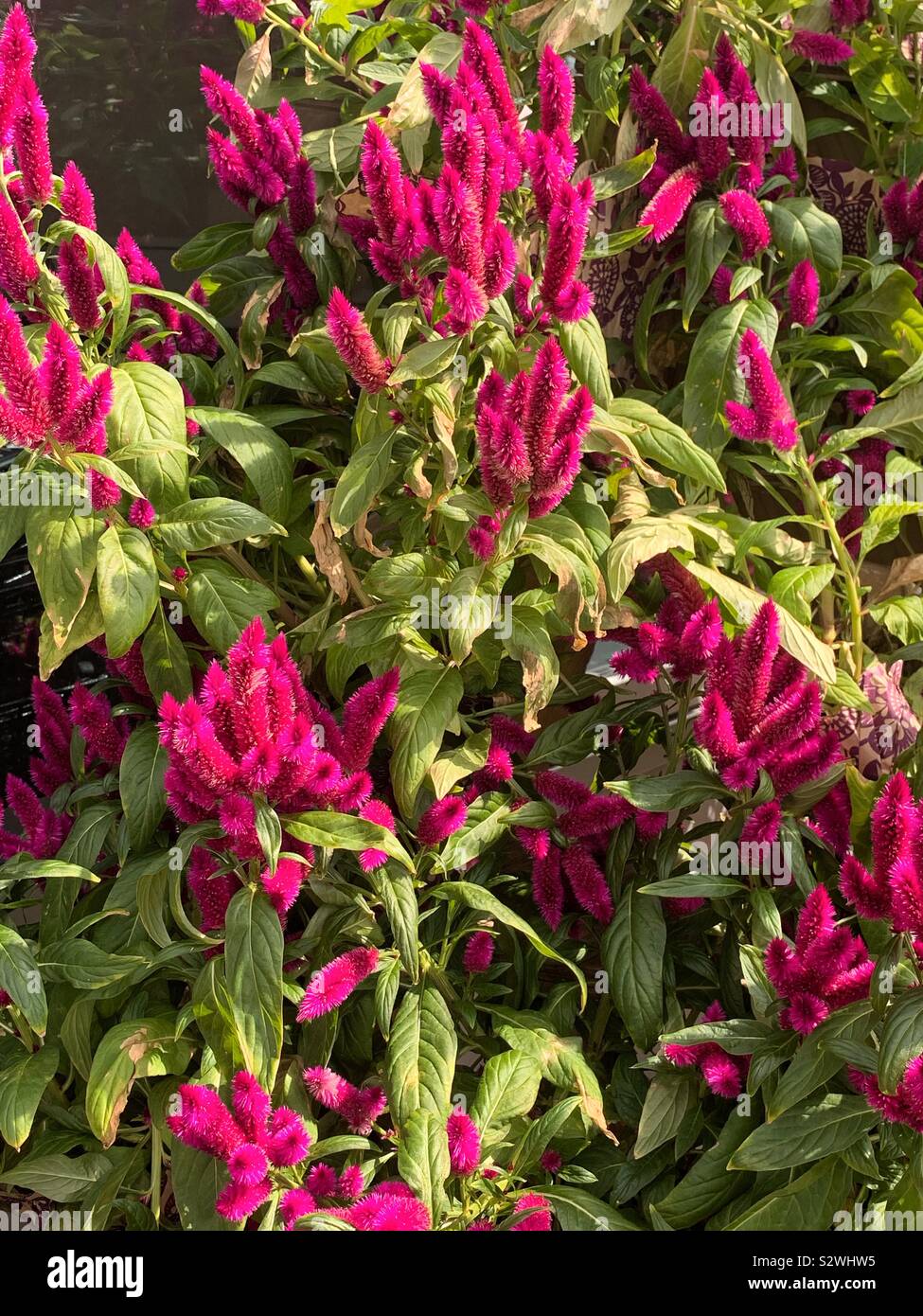 Celosias, Celiosa, cockscomb, feathered amaranth, woolflower, red fox ...