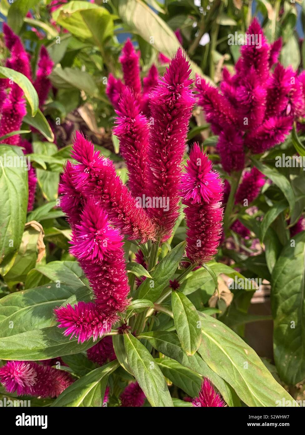 Celosias, Celiosa, cockscomb, feathered amaranth, woolflower, red fox, spicata, pink bottle brush flower. Stock Photo