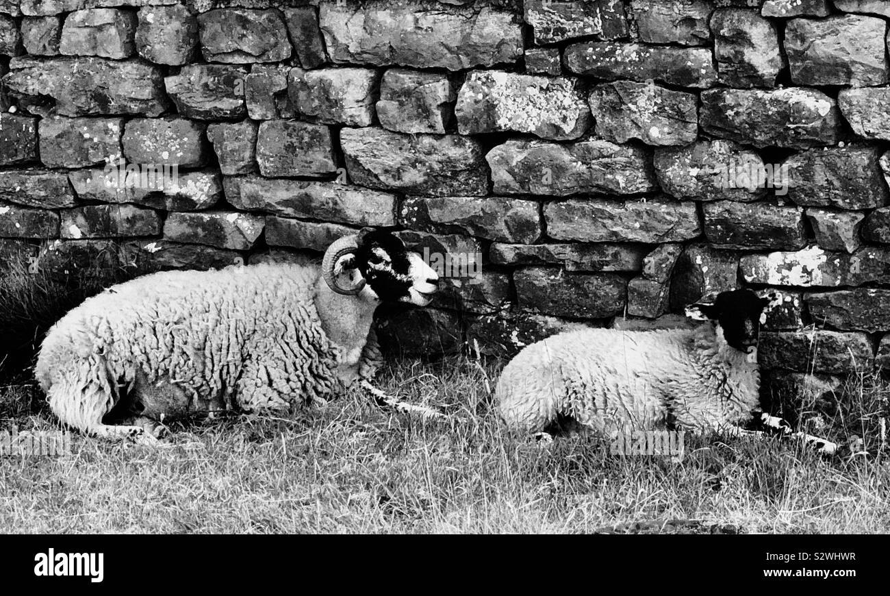 Yorkshire Ram and sheep. Photo taken on travels around Yorkshire. Stock Photo
