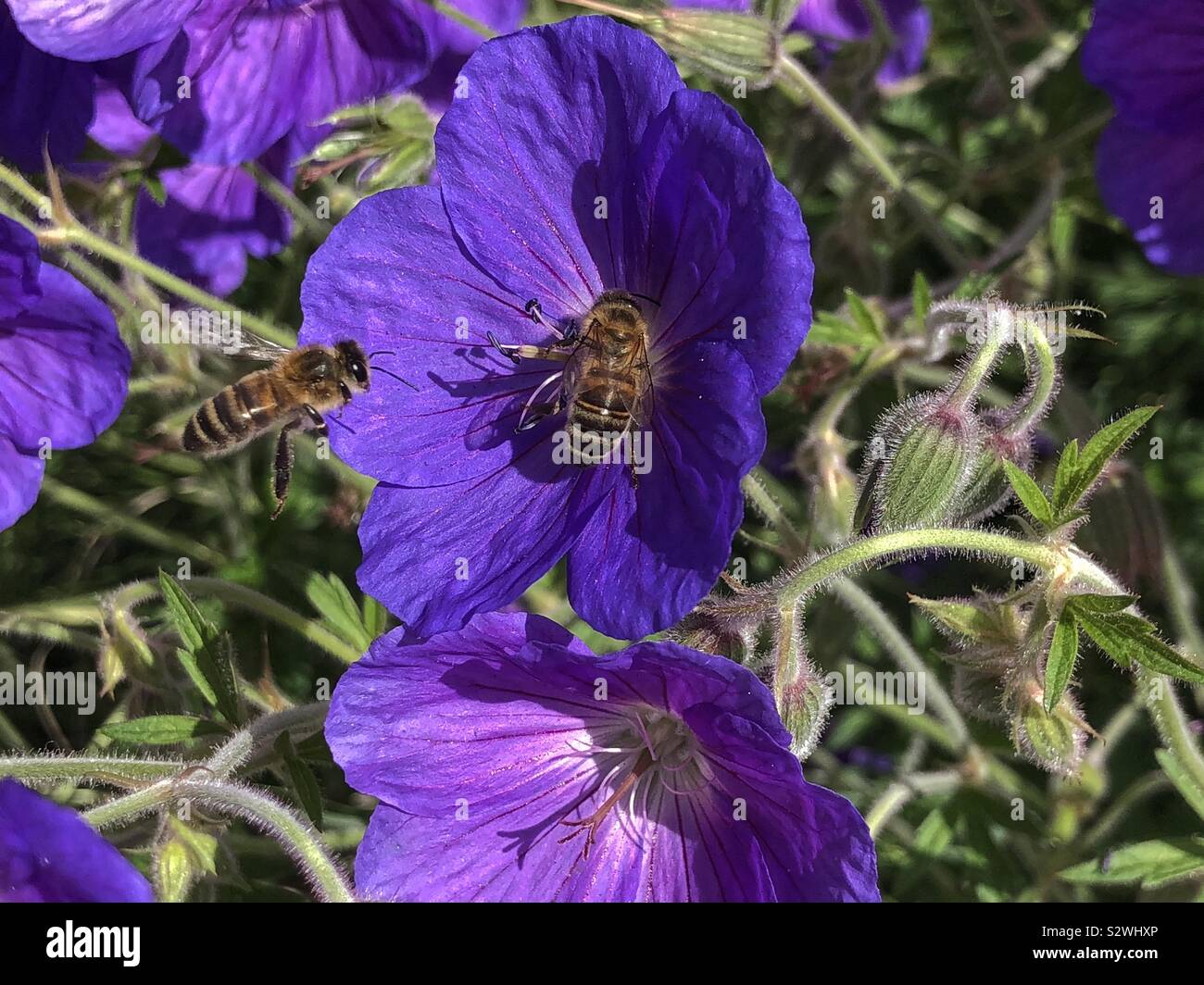 Honey bee in flight to a purple flower whilst a bee collects pollen - Smartphone Captured Stock Image