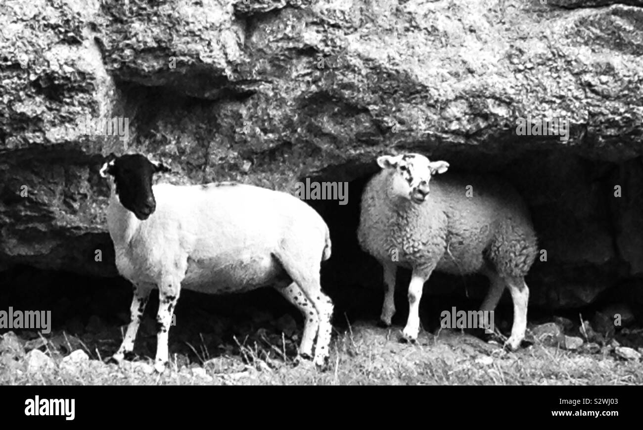 Two sheep taking shelter Stock Photo