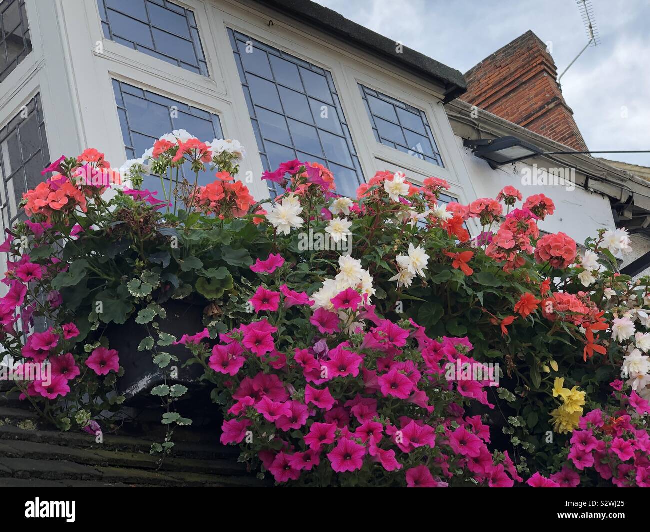 Flowers in my window box Stock Photo Alamy