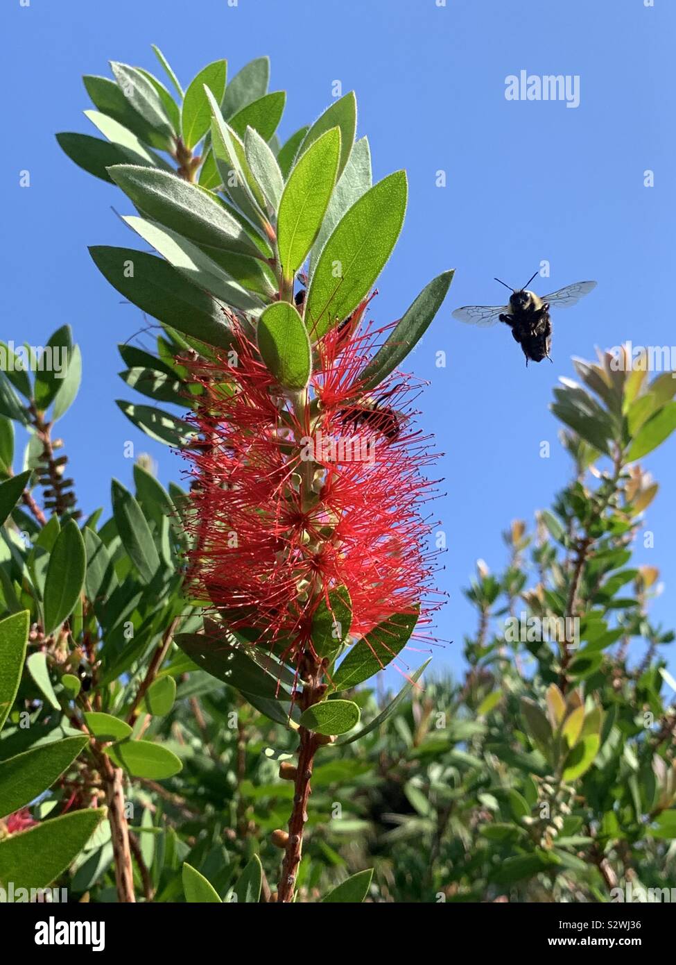 Red bottle brush bloom with bumble bee inflight - Smartphone Captured Stock Image