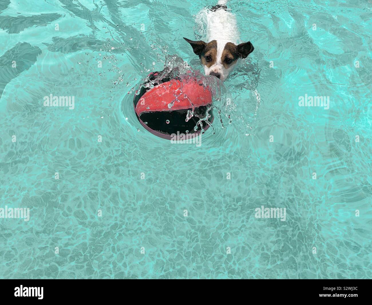 Dog chasing ball in water. Stock Photo