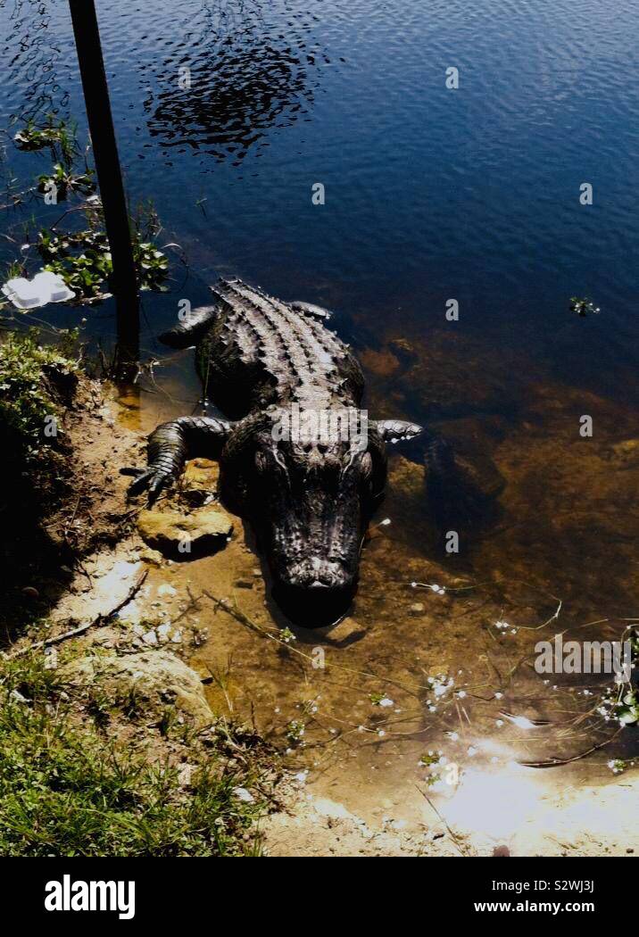 Alligator in water Stock Photo - Alamy