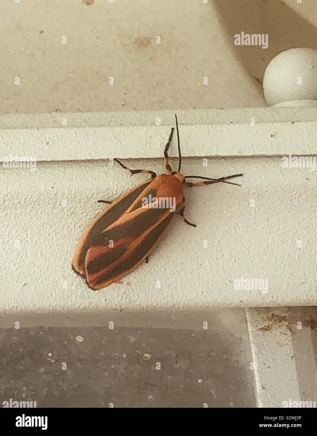 Large Black and orange moth! Stock Photo - Alamy