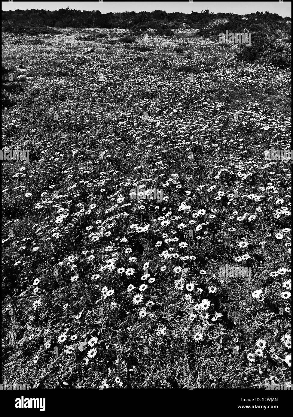 Flower viewing in the Postberg Reserve, West Coast National Park, South Africa.Black and White photo. - Smartphone Captured Stock Image