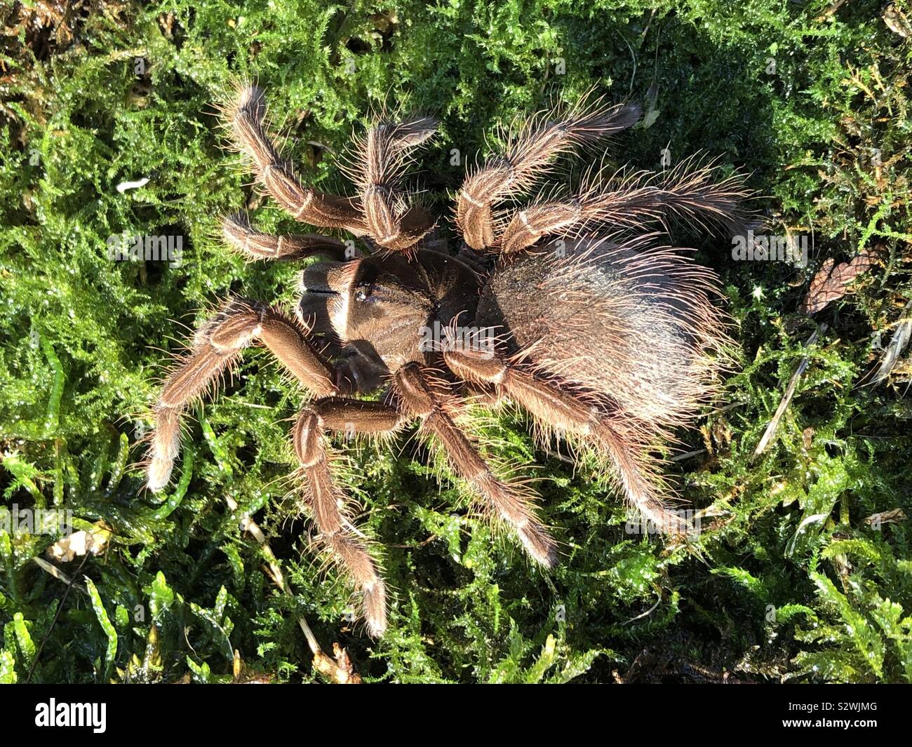 Guyana Goliath Bird-eater Theraphosa stirmi (sub adult) - Smartphone Captured Stock Image