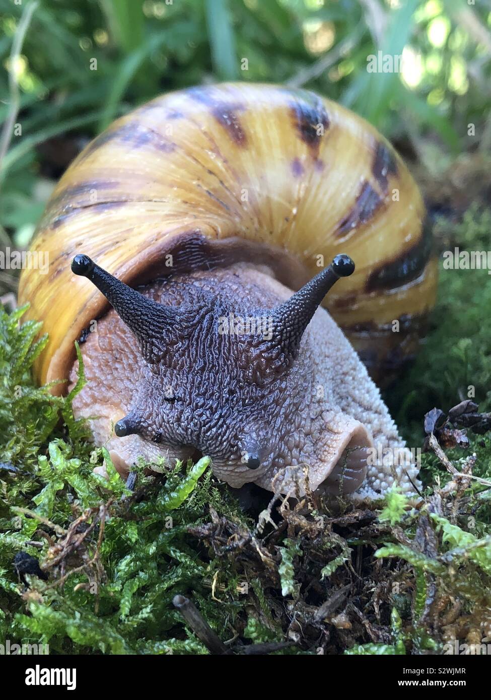 Giant Ghana African tiger snail (Achatina achatina) - Smartphone Captured Stock Image