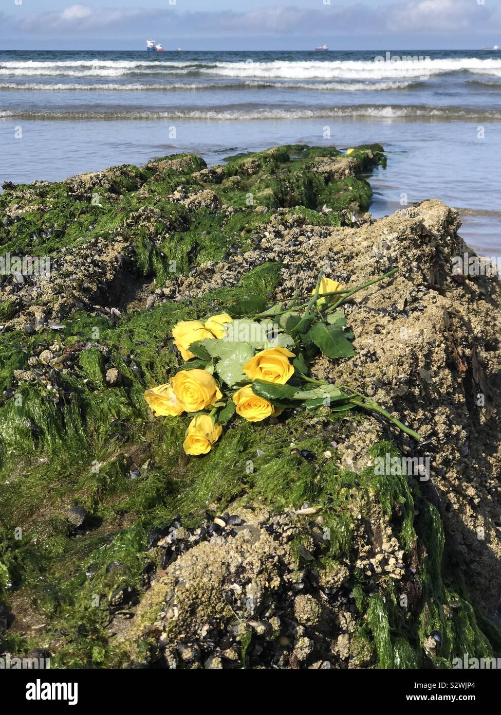 Yellow roses on rock near sea Stock Photo