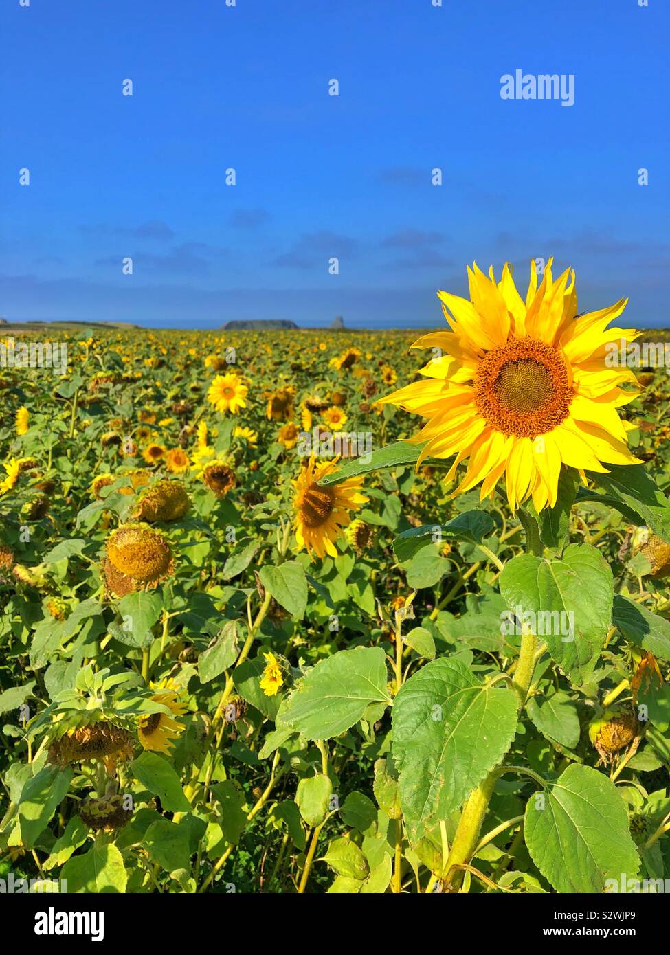 Gower sunflowers hires stock photography and images Alamy
