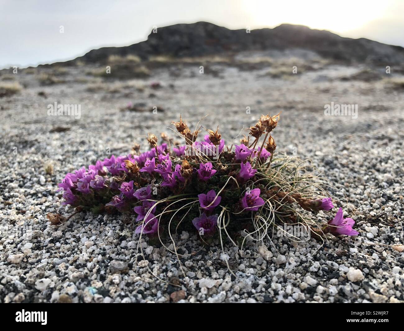 Nunavut saxifrage hires stock photography and images Alamy