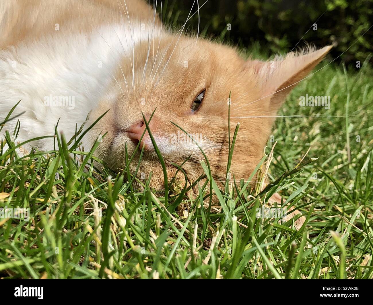 Ginger cat keeping one eye open on the world - Smartphone Captured Stock Image