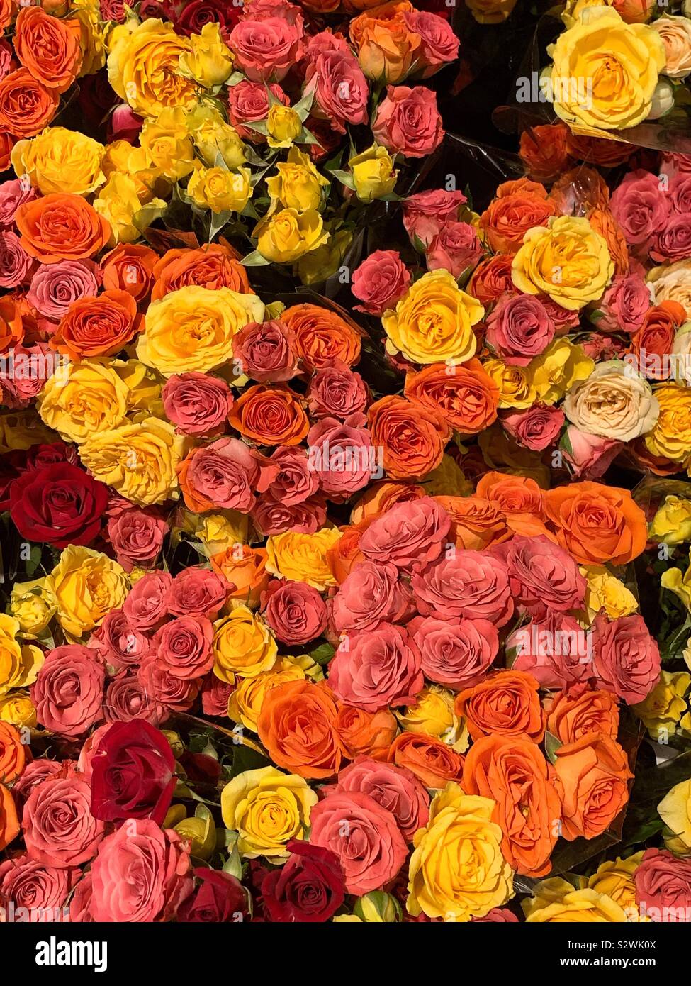 Many bouquets of fresh pink, yellow, and red roses. Stock Photo