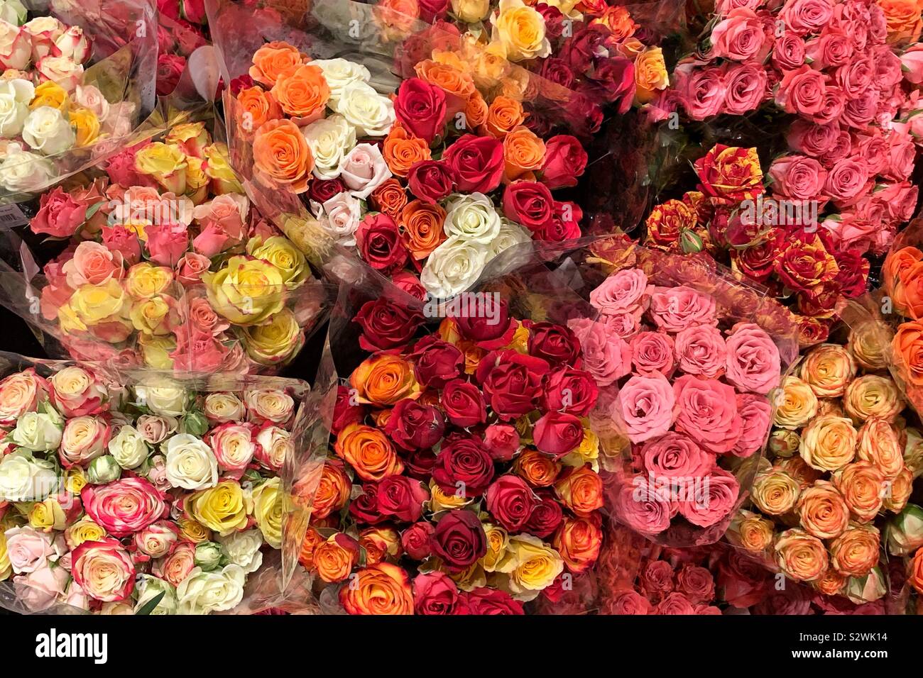 Many bouquets of fresh pink, yellow, and red roses. - Smartphone Captured Stock Image