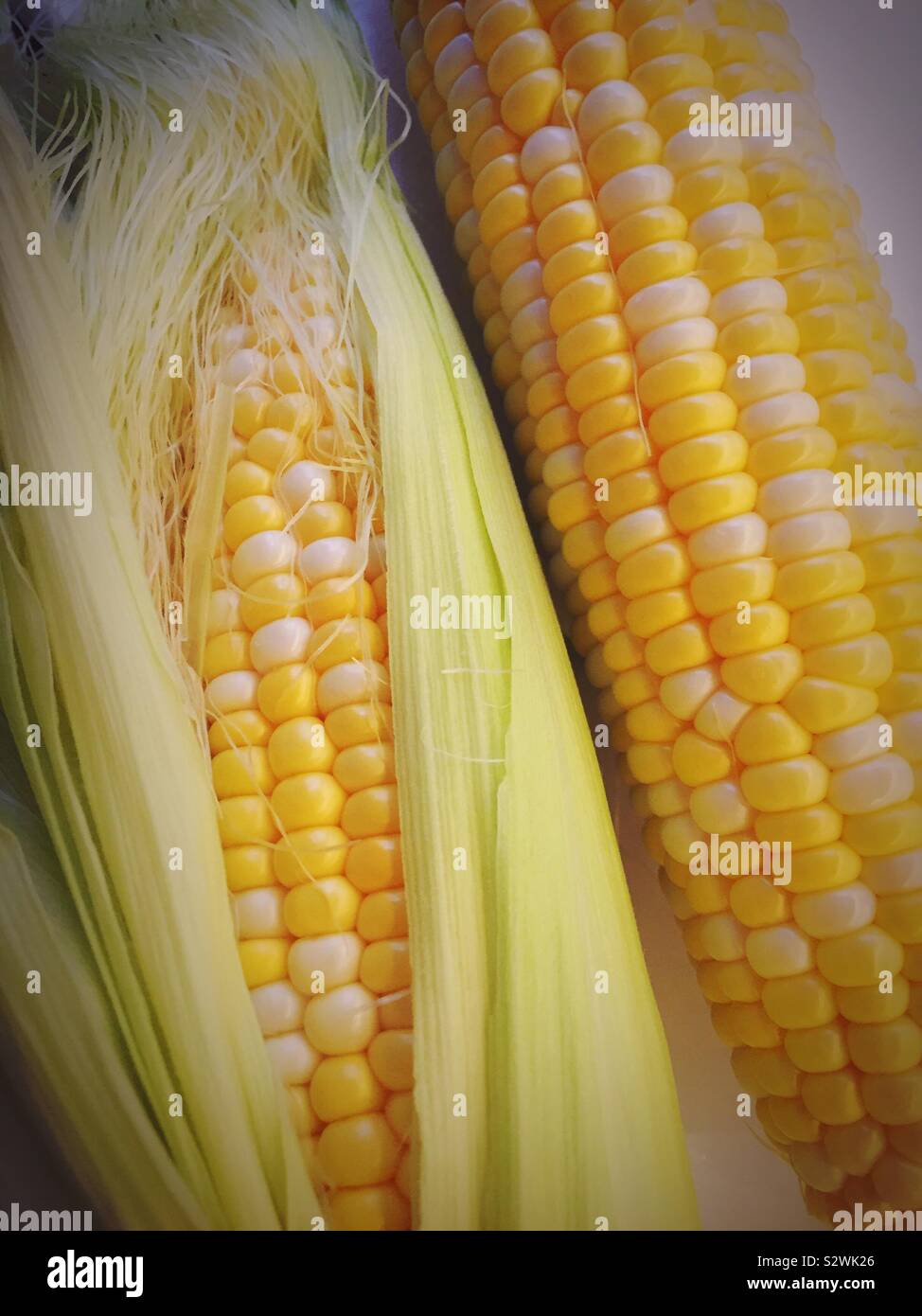 Two ears of corn on the cob, USA - Smartphone Captured Stock Image