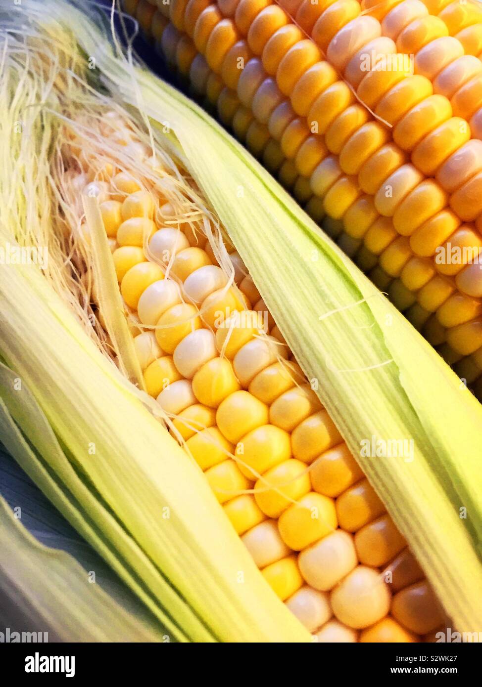 Two ears of fresh corn on the cob, USA - Smartphone Captured Stock Image