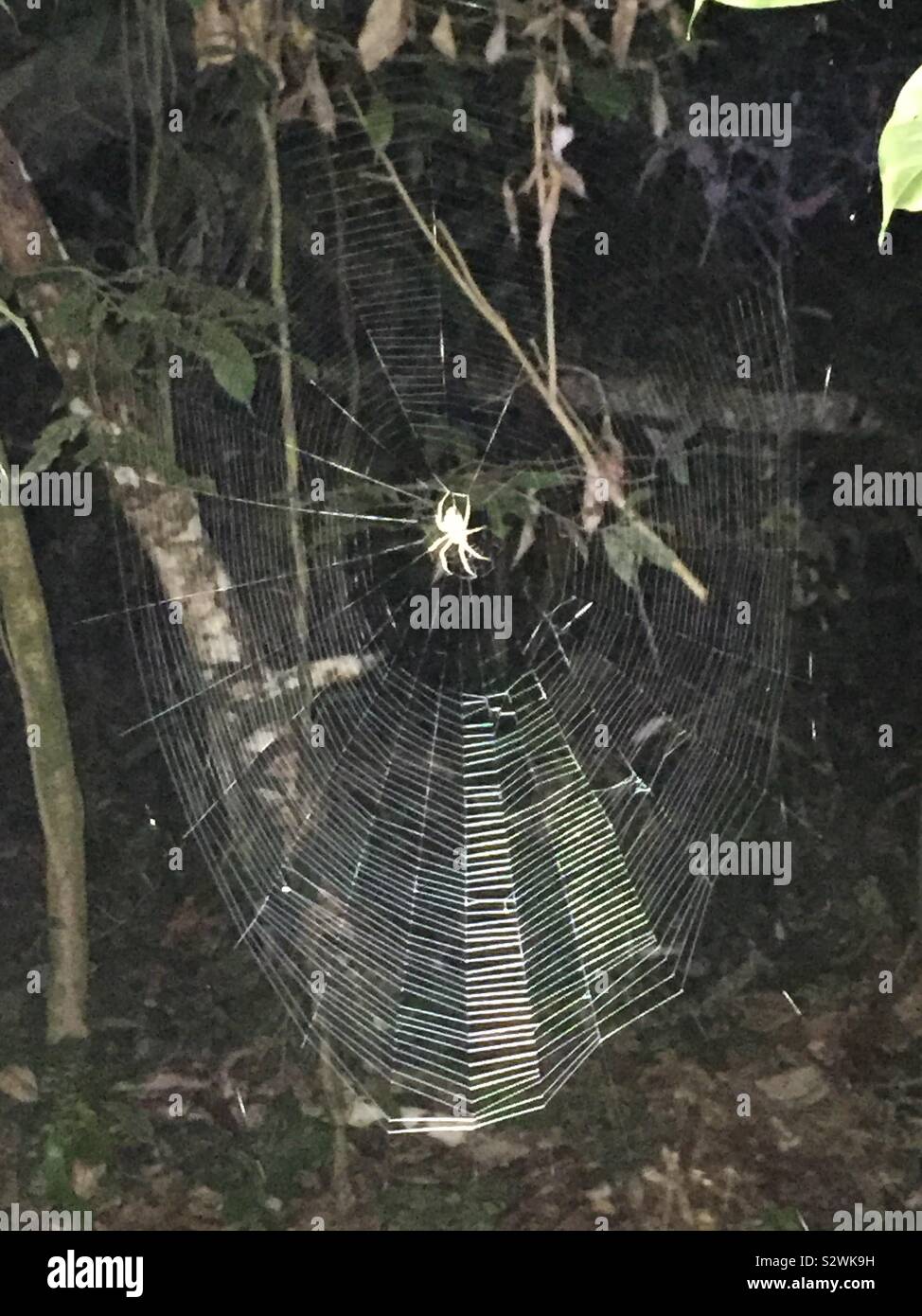 Amazon rainforest spider hi-res stock photography and images - Alamy