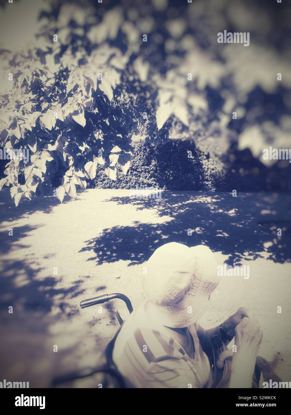 Woman in wheelchair amongst mulberry trees - Smartphone Captured Stock Image