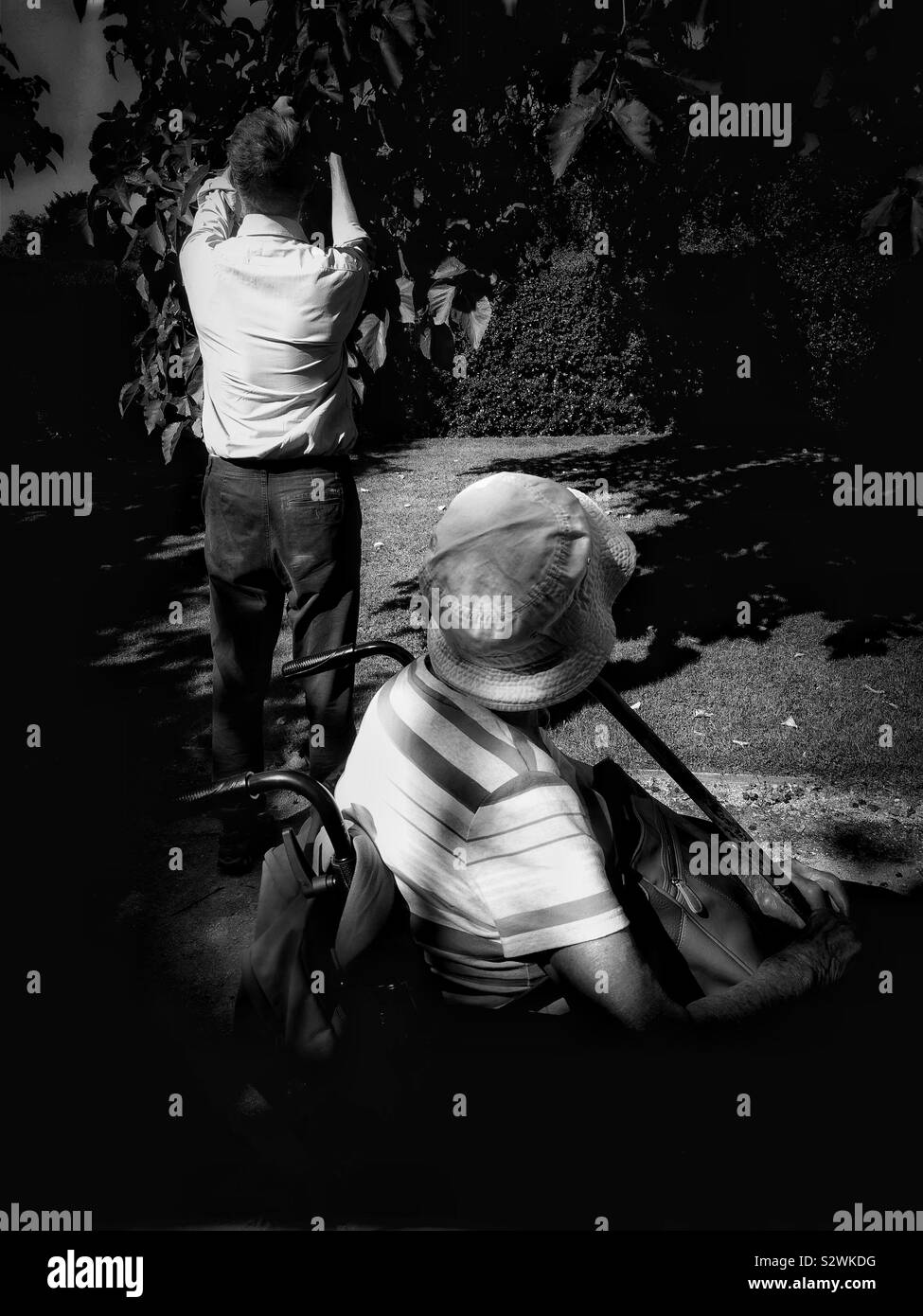 Man picking mulberries for lady in wheelchair - Smartphone Captured Stock Image