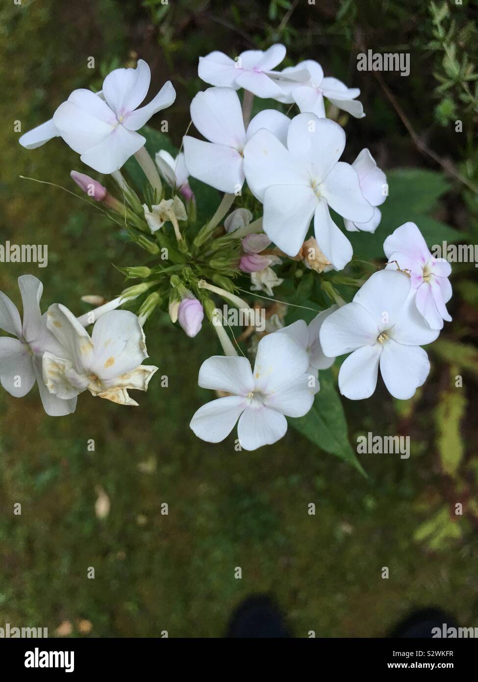 White wildflowers hi-res stock photography and images - Alamy