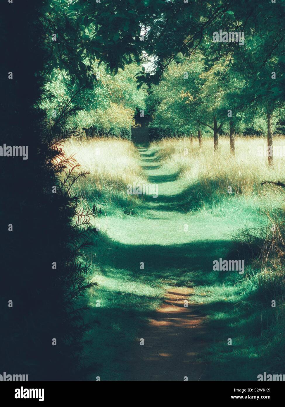 Secret path through woodland with sunlight and shadows - Smartphone Captured Stock Image