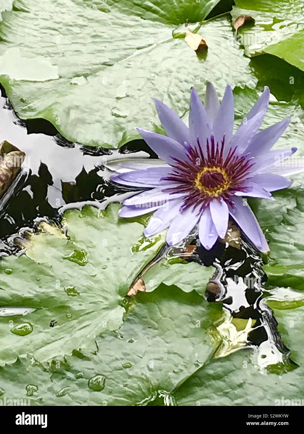 Lily pad flower hires stock photography and images Alamy