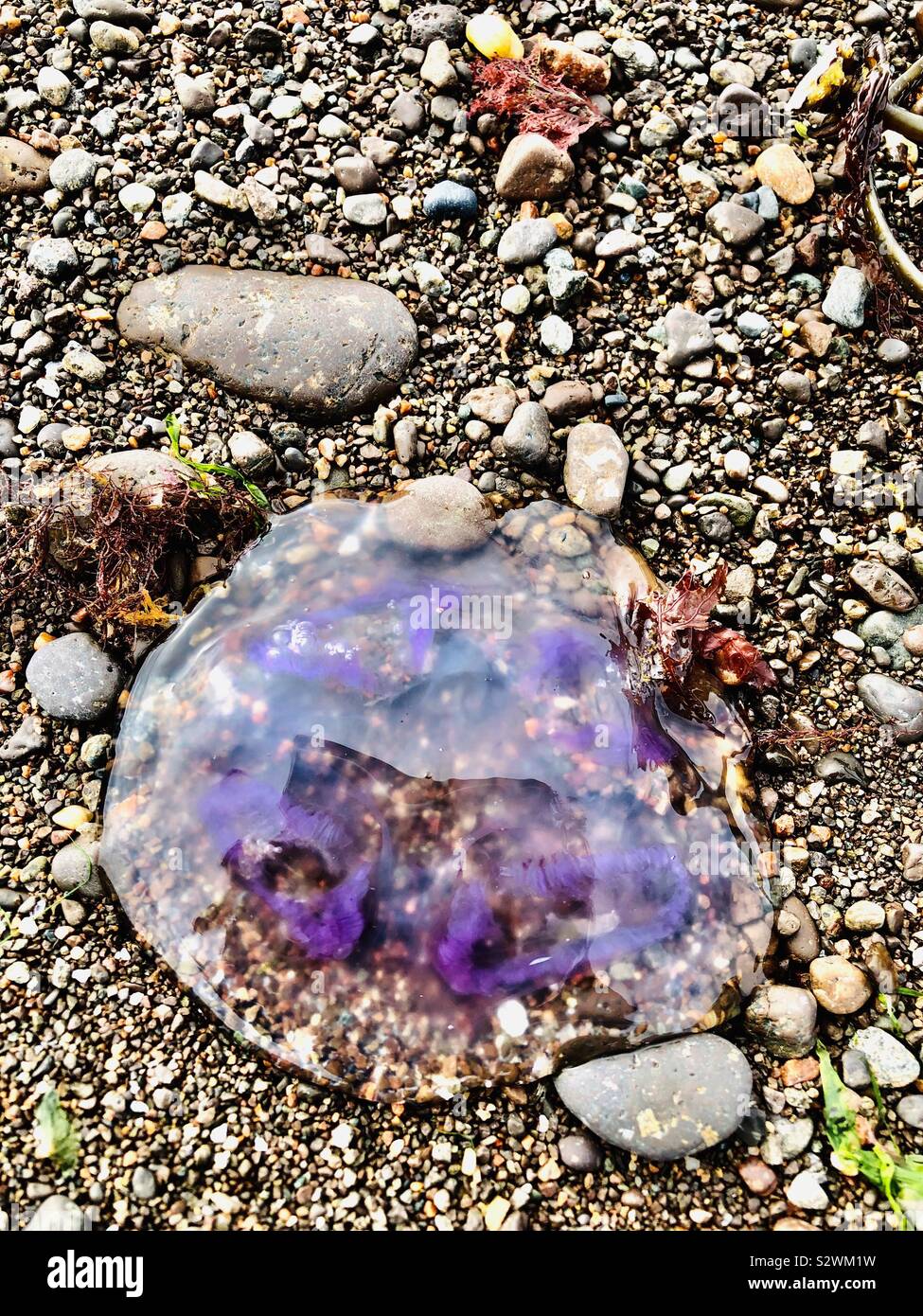 Purple jellyfish in Shetland Stock Photo - Alamy