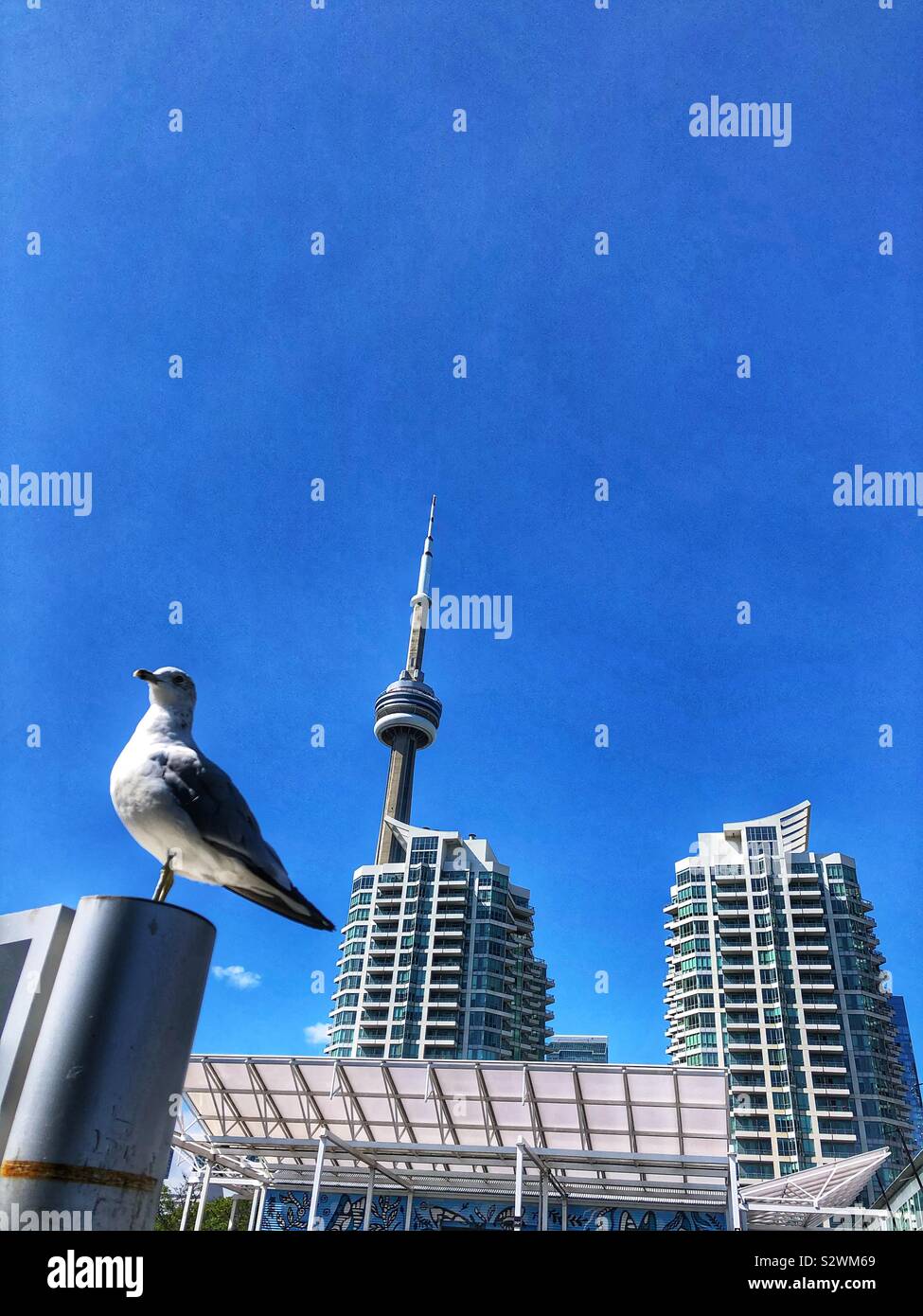A seagull, the iconic CN Tower and modern buildings at Toronto’s Harbourfront Centre. Stock Photo