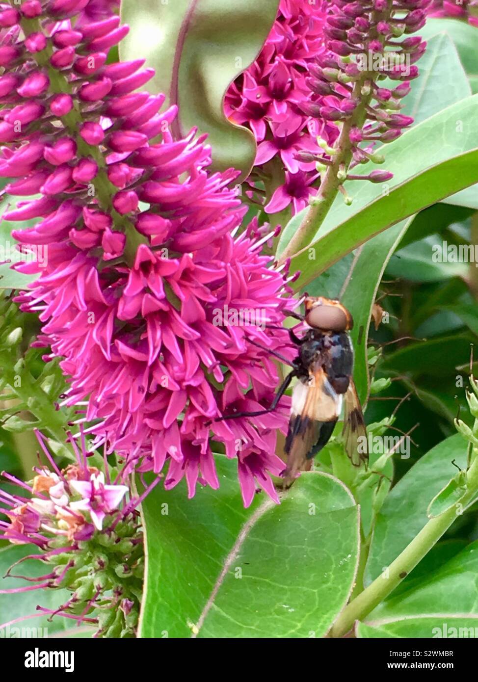 Huge Pellucid Hover fly on pink flowers in Welsh country garden Stock Photo