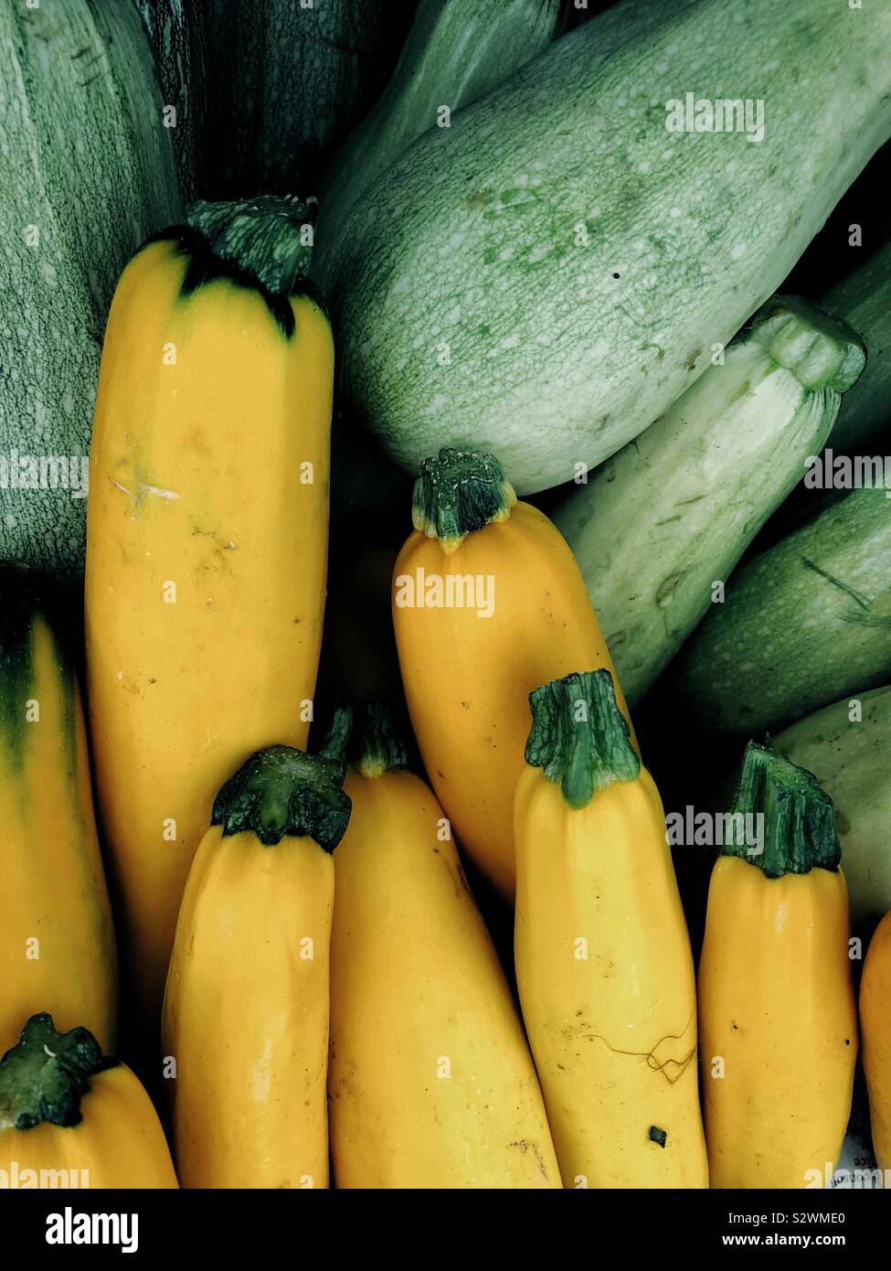 Yellow squash and green zucchini - Smartphone Captured Stock Image
