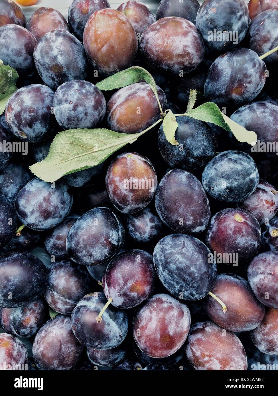 French prune or sugar plum Stock Photo