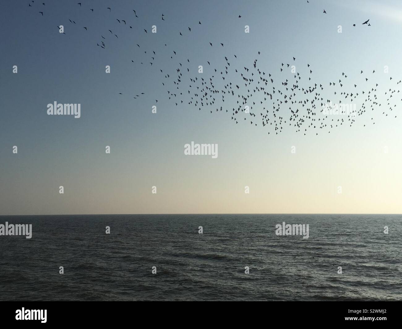A flock of birds flying over the sea. Stock Photo