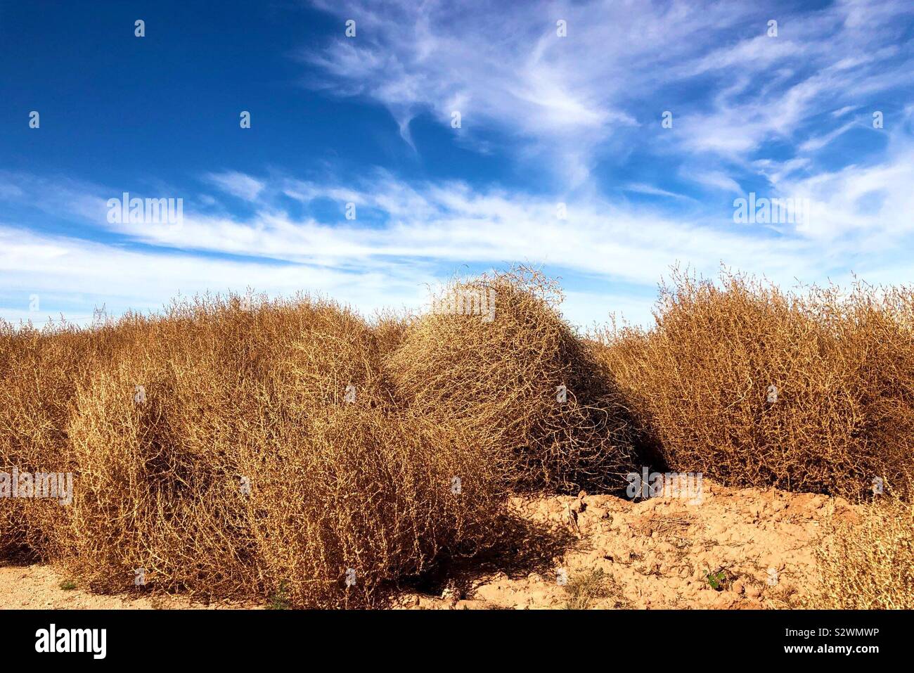 19,500+ Tumbleweed Stock Photos, Pictures & Royalty-Free Images - iStock
