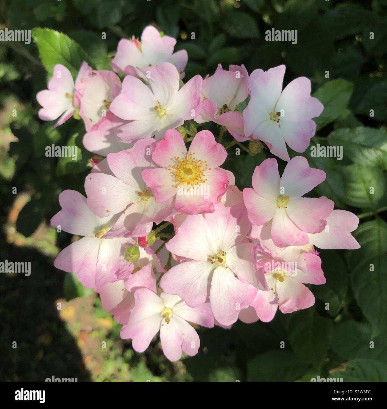 Dog roses growing in a tight cluster Stock Photo