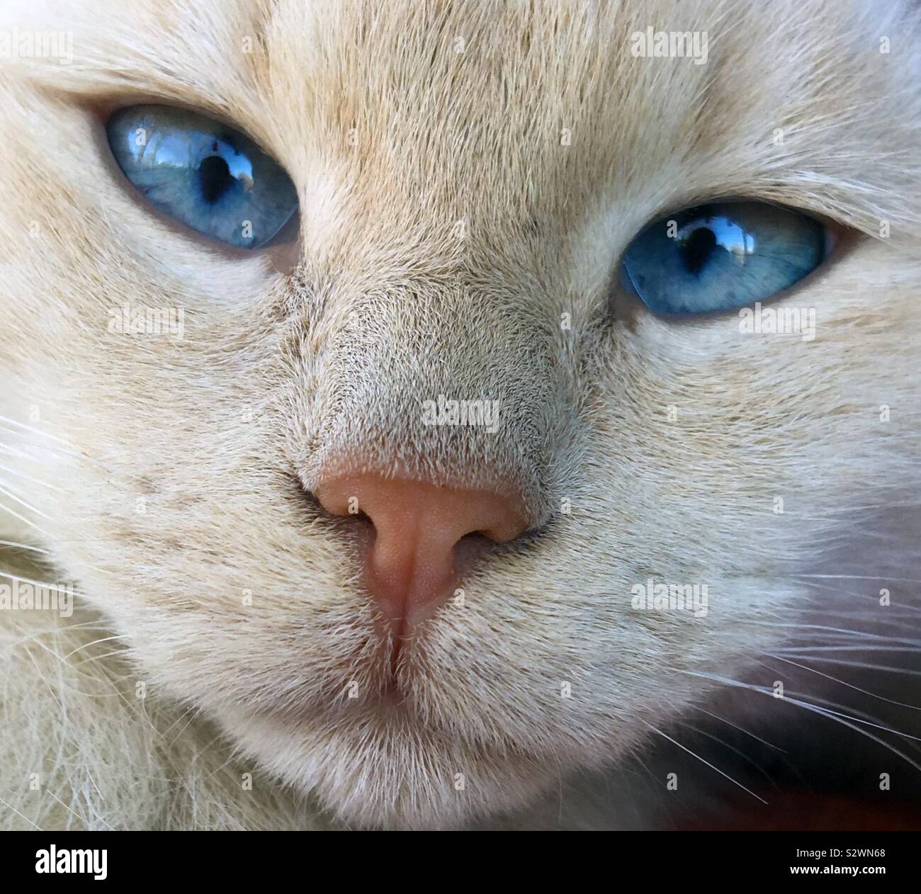 Close up farm animal hi-res stock photography and images - Alamy