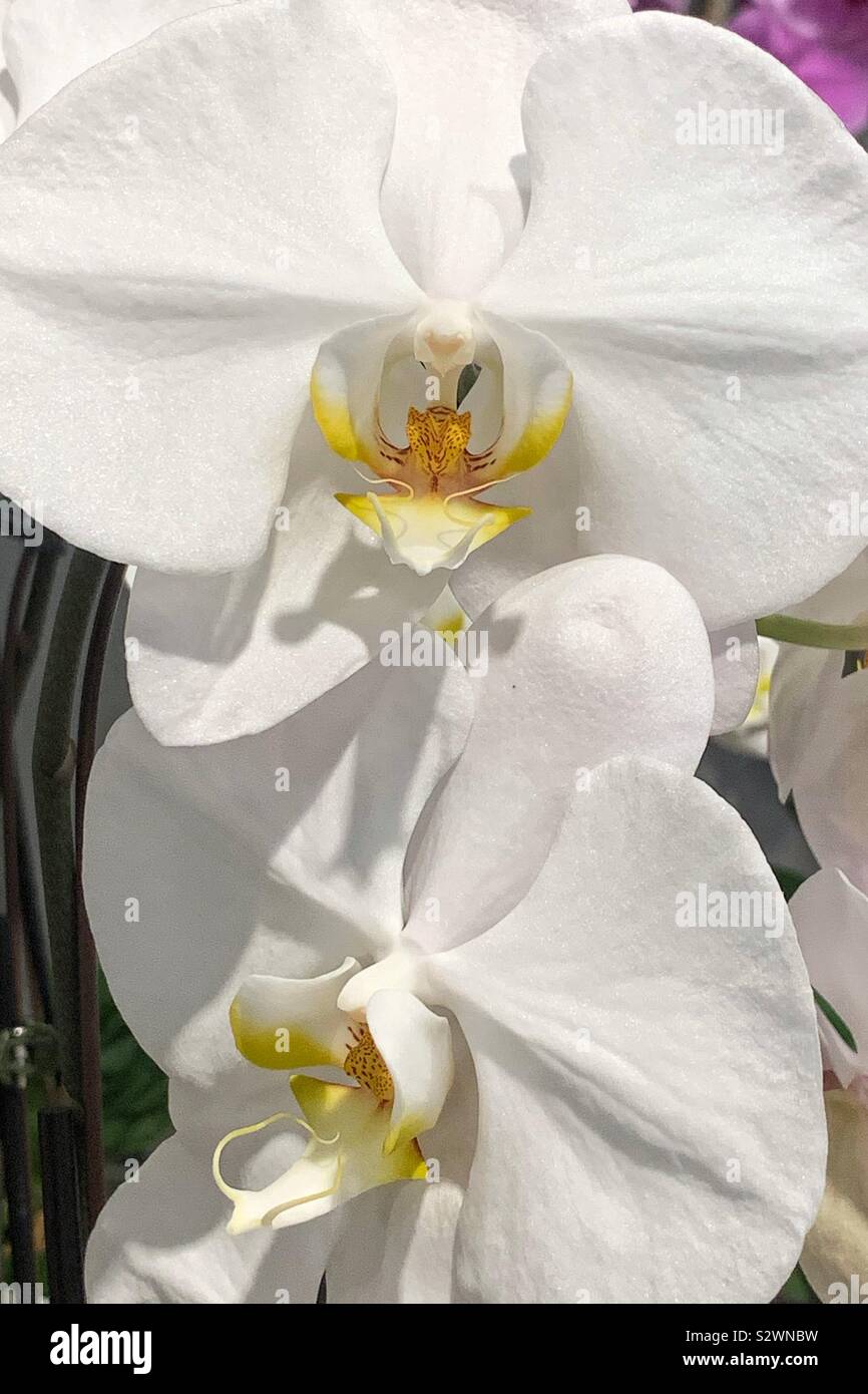 White orchid blossoms with a yellow center. Stock Photo