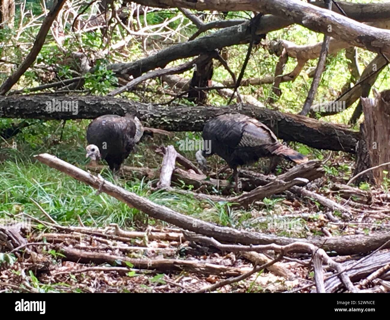 Two wild female turkeys Sag Harbor New York Stock Photo