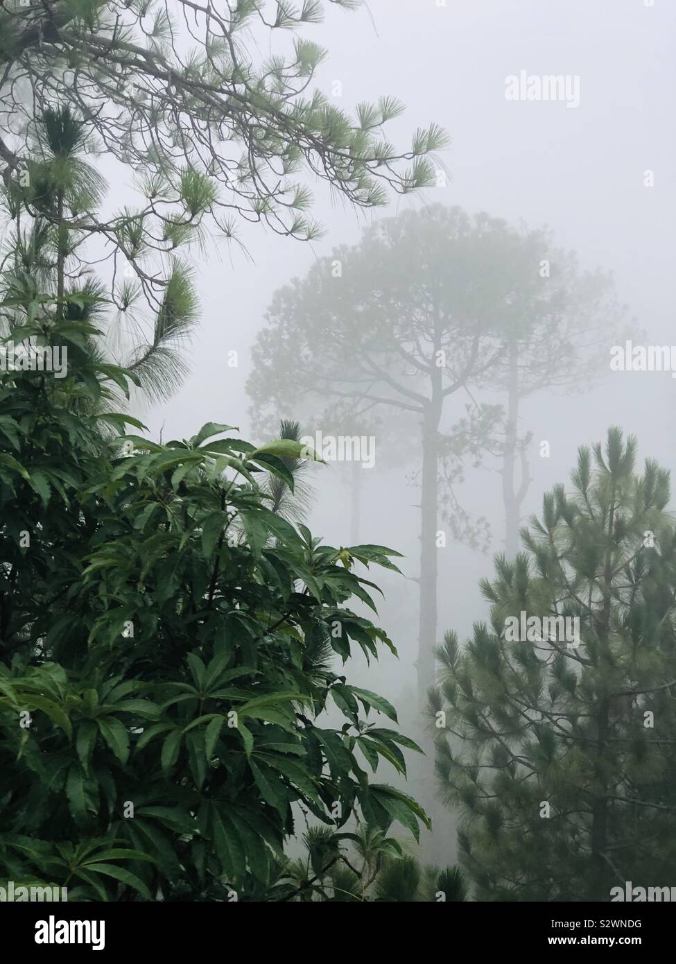 Up close trees hi-res stock photography and images - Alamy