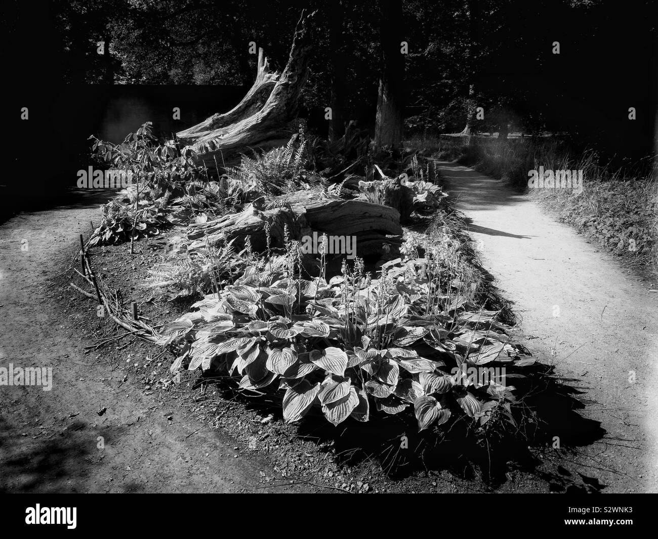 Black and white image of Stumpery at Hardwick Hall, Derbyshire, England. Garden feature made from parts of dead trees. - Smartphone Captured Stock Image