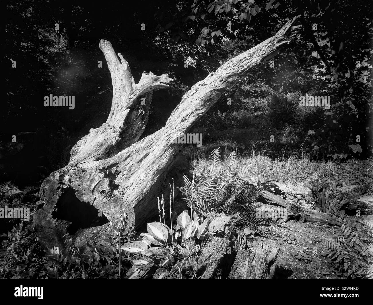Black and white image of the Stumpery at Hardwick Hall, Derbyshire, England. Garden feature made from parts of dead trees - Smartphone Captured Stock Image