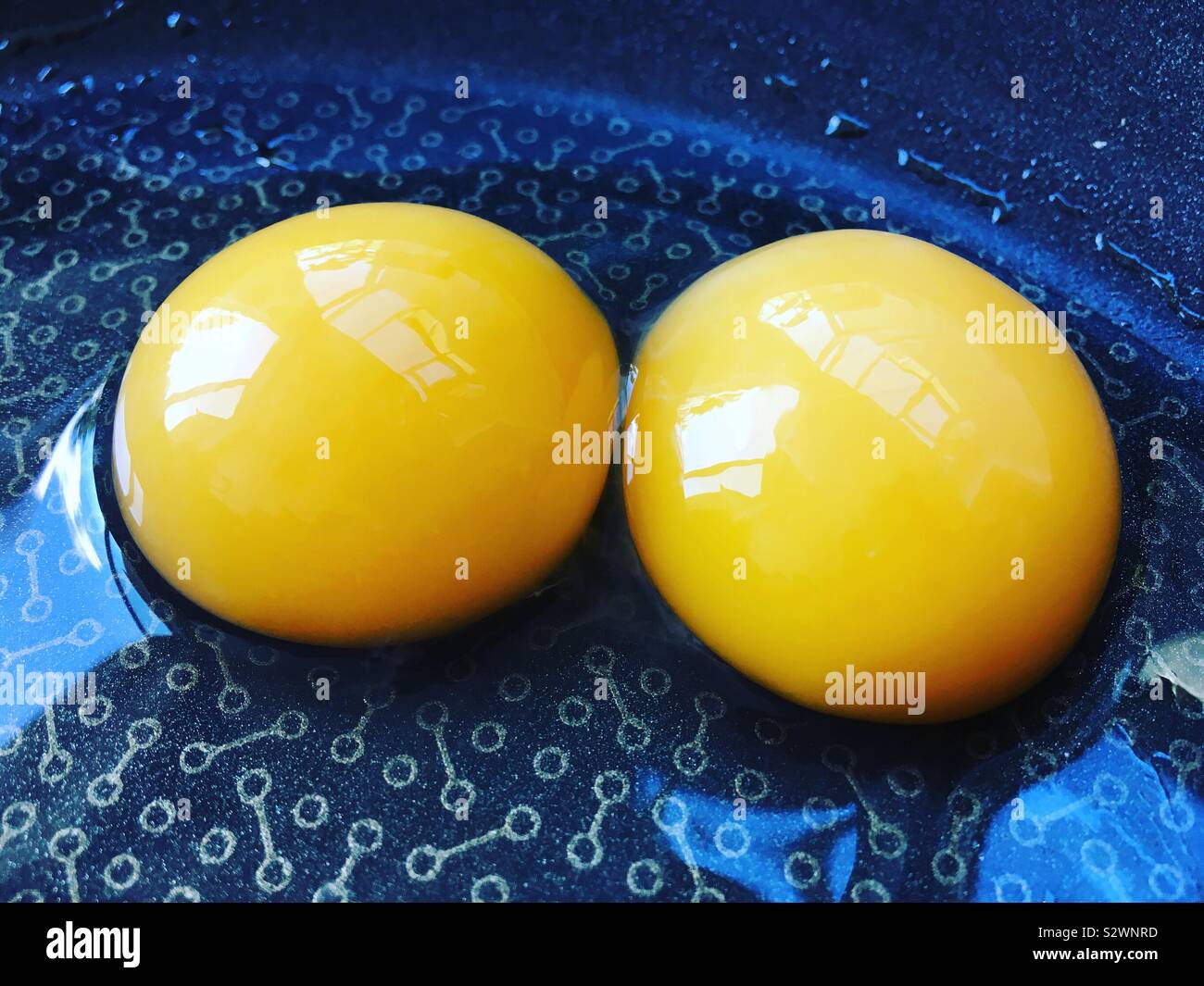 Raw free range egg  / big healthy double yoke yolked egg in a frying pan with oil ready to be fried. Stock Photo