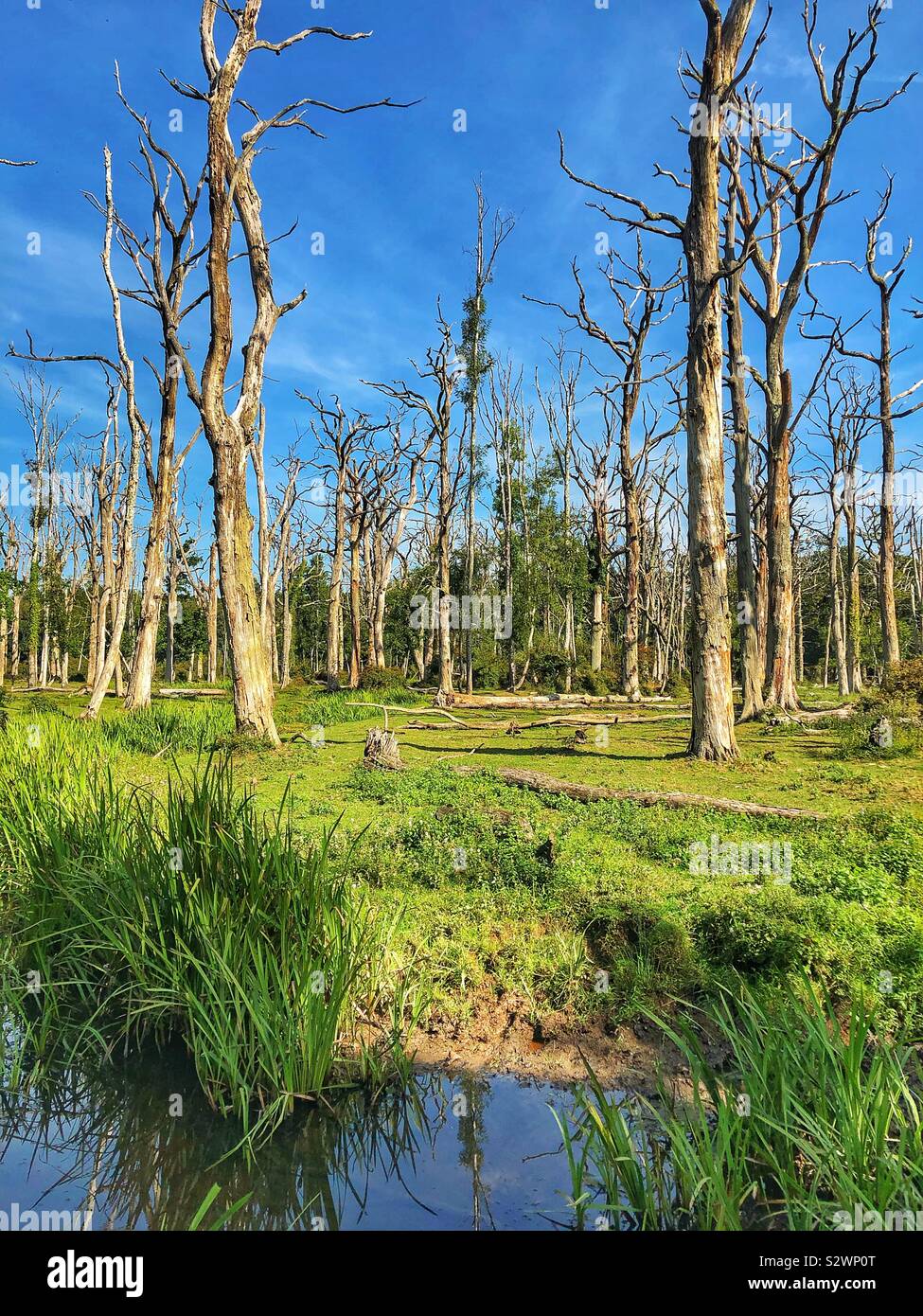 Dead oak trees summertime in the New Forest National Park - Smartphone Captured Stock Image