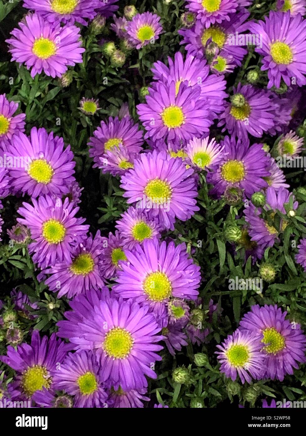 Stunning daisies hires stock photography and images Alamy