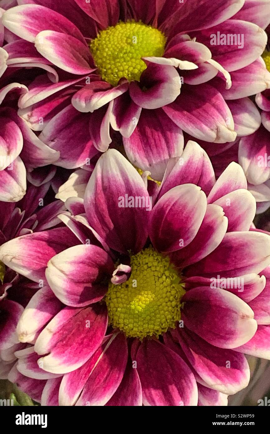 Pink and white daisies. - Smartphone Captured Stock Image