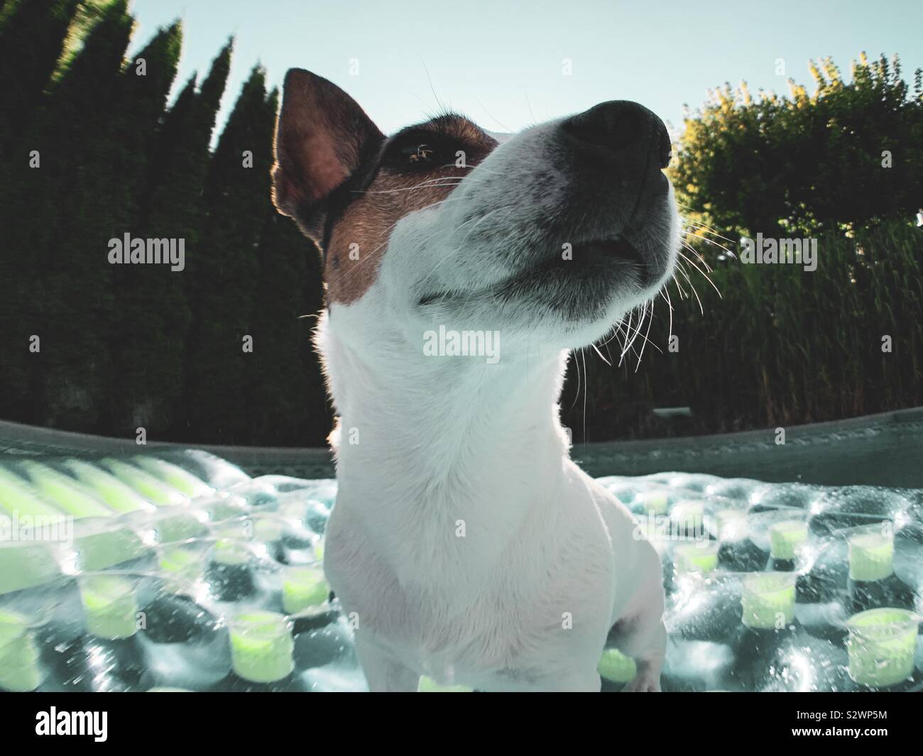 Close up of Jack Russell Terrier dog on an inflatable mattress floating in an outdoor swimming pool with bright sky in the background. - Smartphone Captured Stock Image