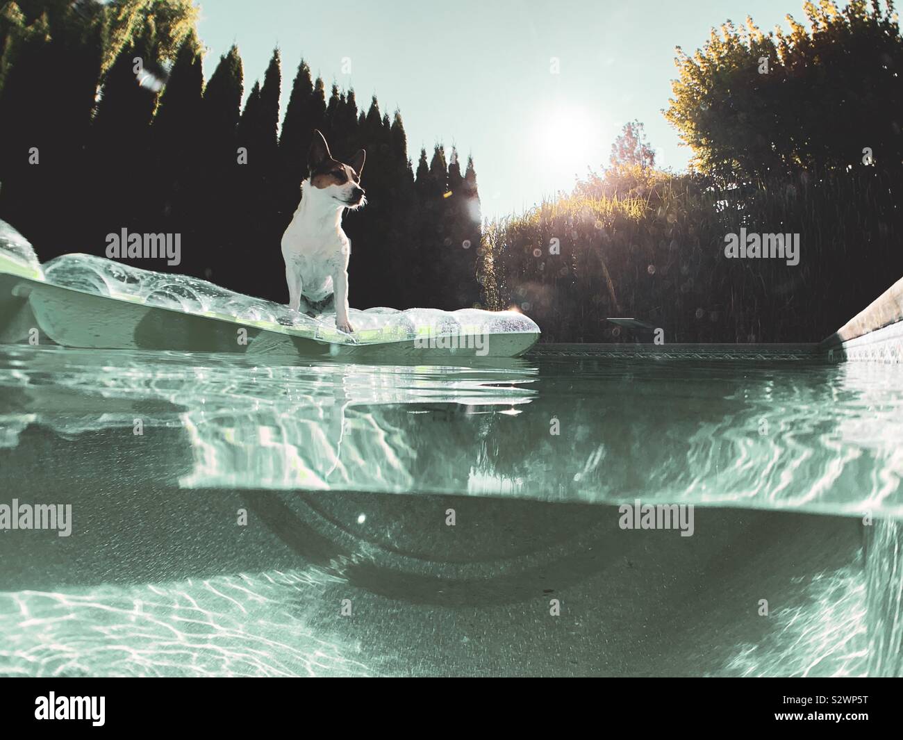 Jack Russell Terrier dog standing on a pool float with low setting sun in the background. - Smartphone Captured Stock Image