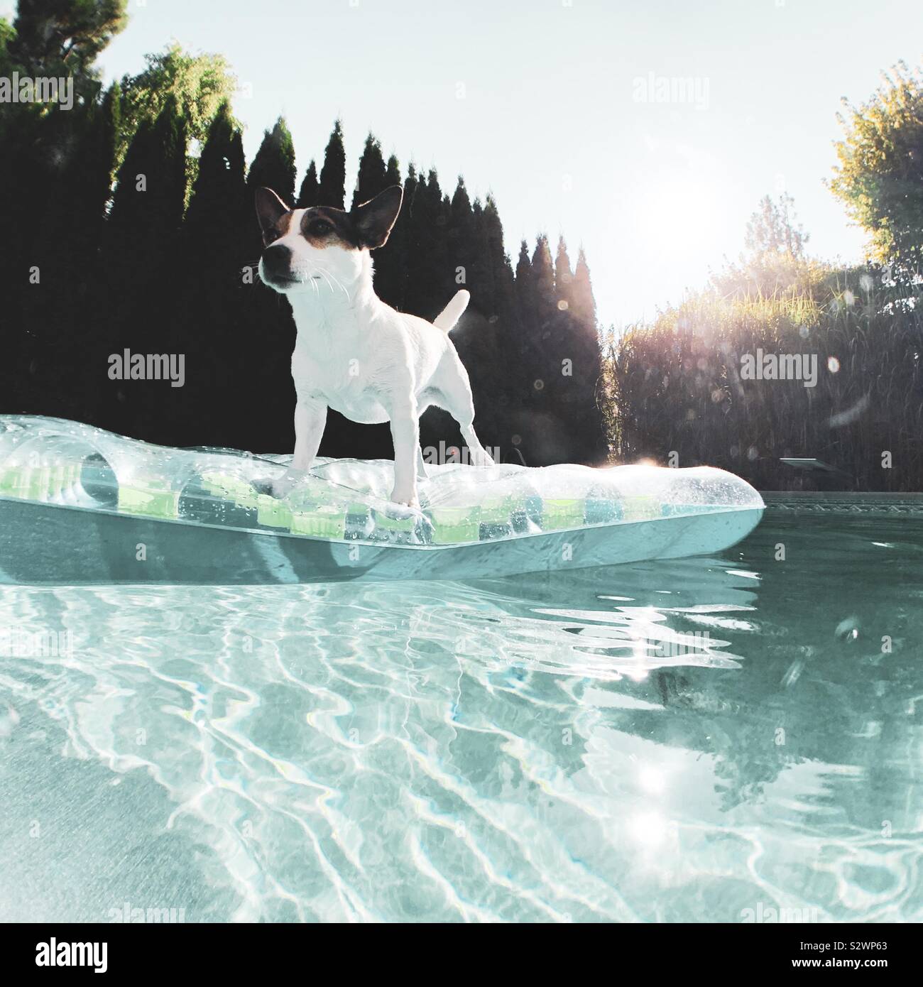 Dog standing on pool float in a backyard swimming pool on a sunny afternoon. Stock Photo