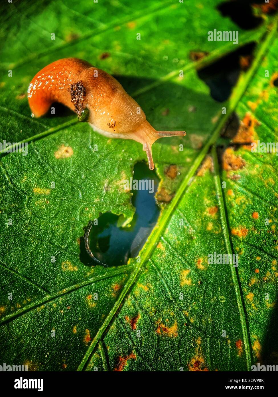 Slug! Garden pest eating lettuce leaf Stock Photo